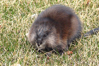 Muskrats Animal Control and Animal Removal in Cortlandt, New York 