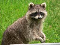 Raccoons Animal Control and Wildlife Removal in Newburgh, New York 