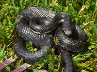 Snakes  and Animal Removal in Orangetown, New York 