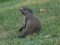 Woodchucks/Groundhog
